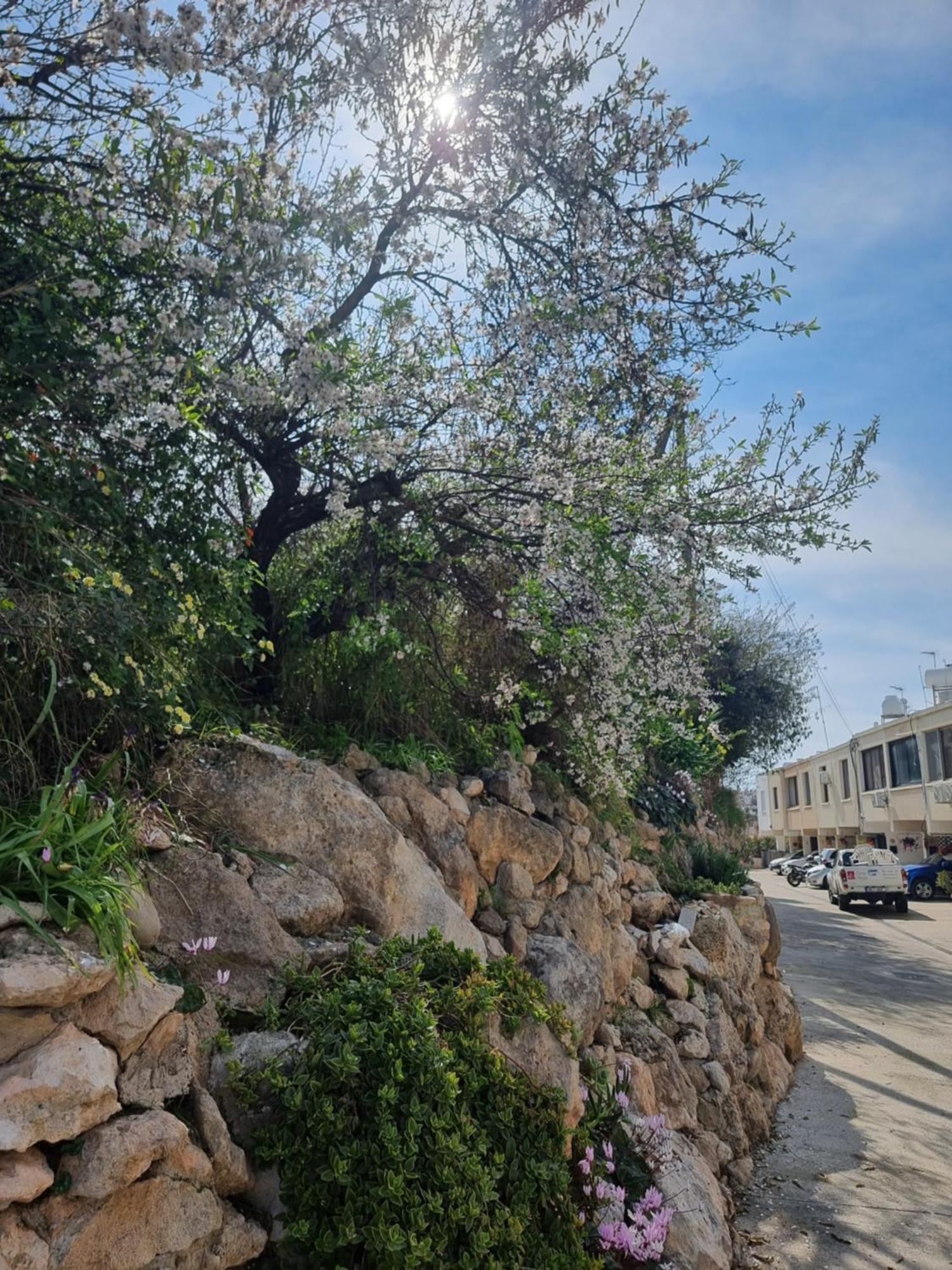 Mediterranean Valley Paphos Ngoại thất bức ảnh